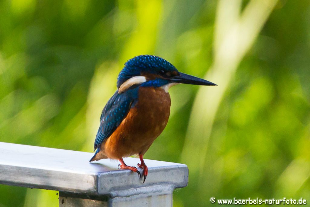 Wieder fischt der Eisvogel