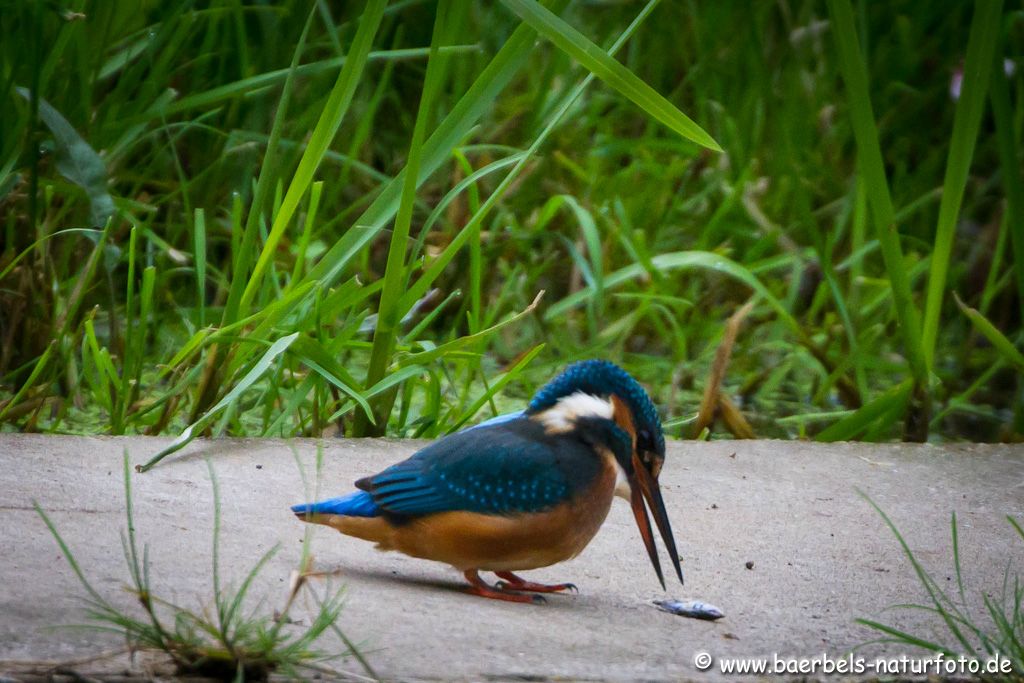 Eisvogel holt sich den Fisch der ihm gerade aus dem Schnabel fiel(Trübes Wetter,schlechtes Licht)