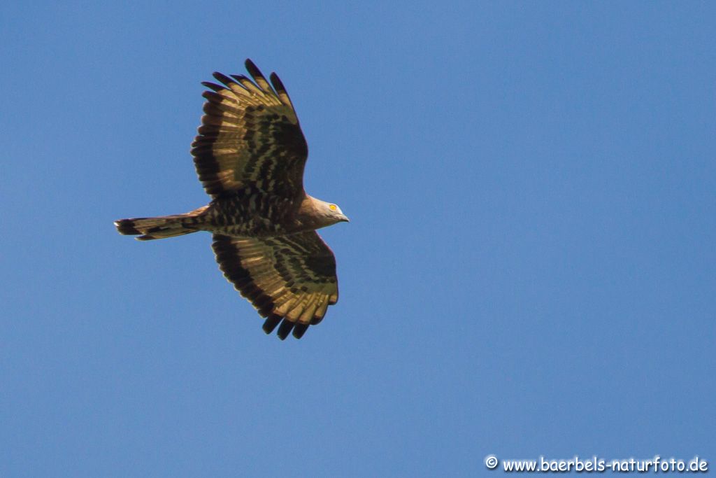 Wespenbussard