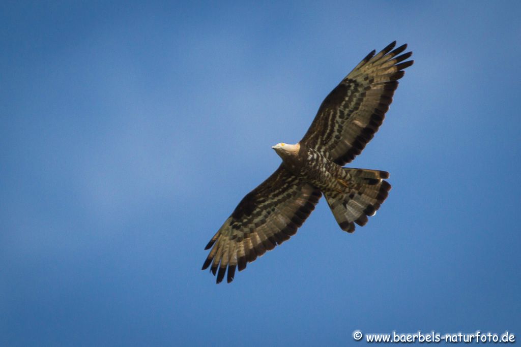 Wespenbussard