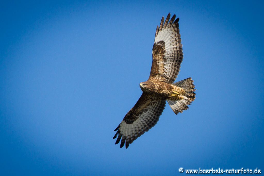 Mäusebussard