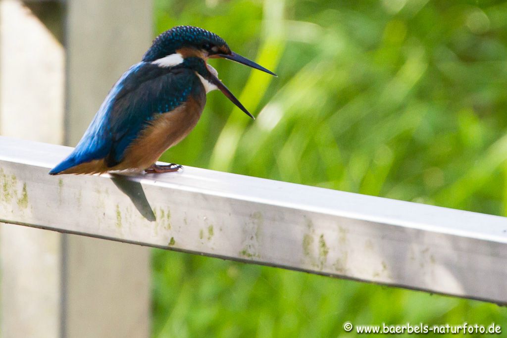 Eisvogel würgt Unverdautes hoch