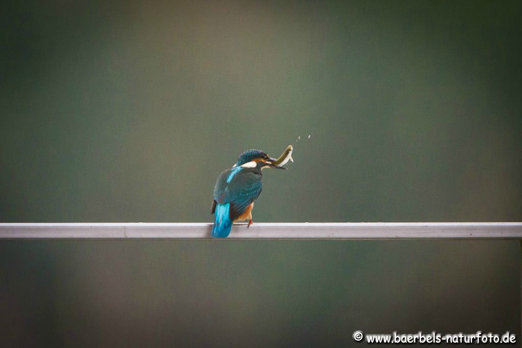 Aus einiger Entfernung sah ich den Eisvogel mit Fisch landen