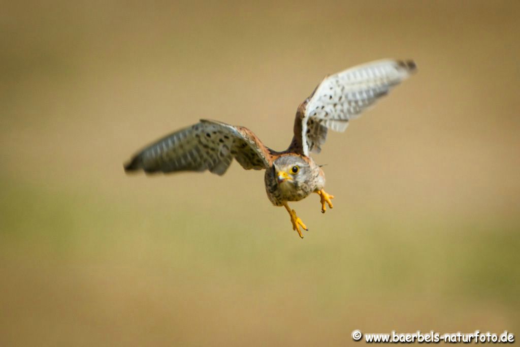 Turmfalke bei der Jagd