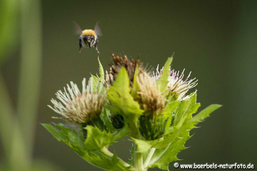 Biene im Anflug