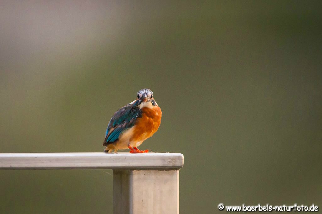 Weibl. Eisvogel in der Mauser