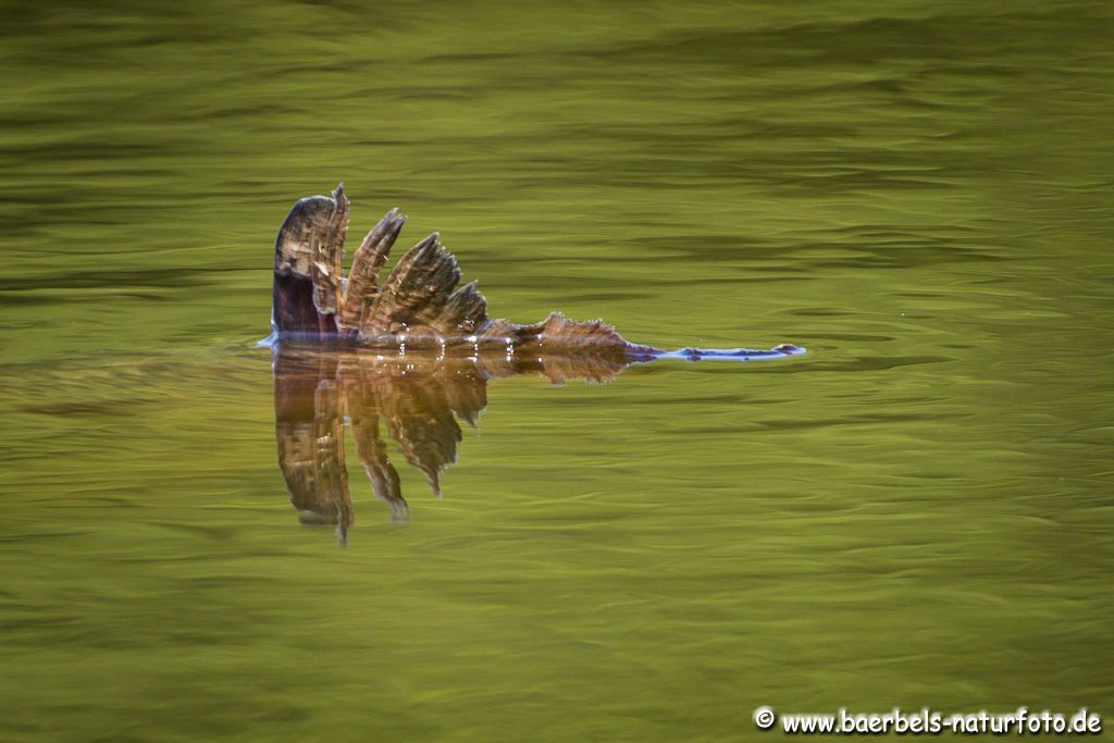 Spieglung Fischflosse