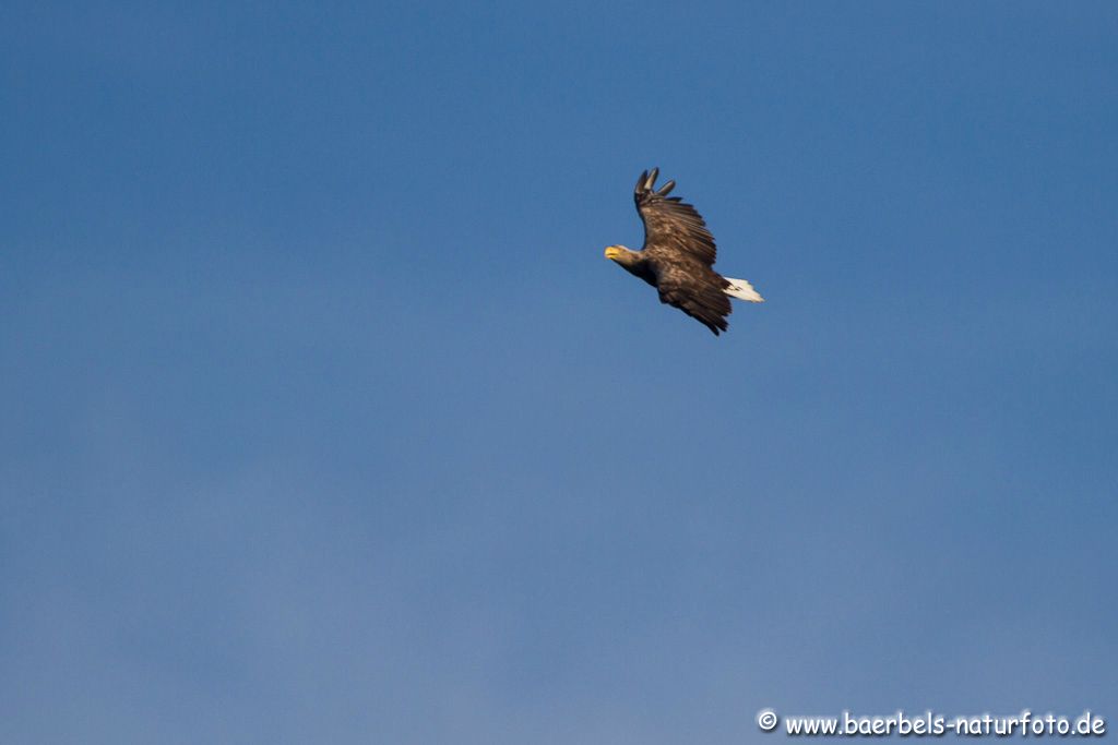 Seeadler