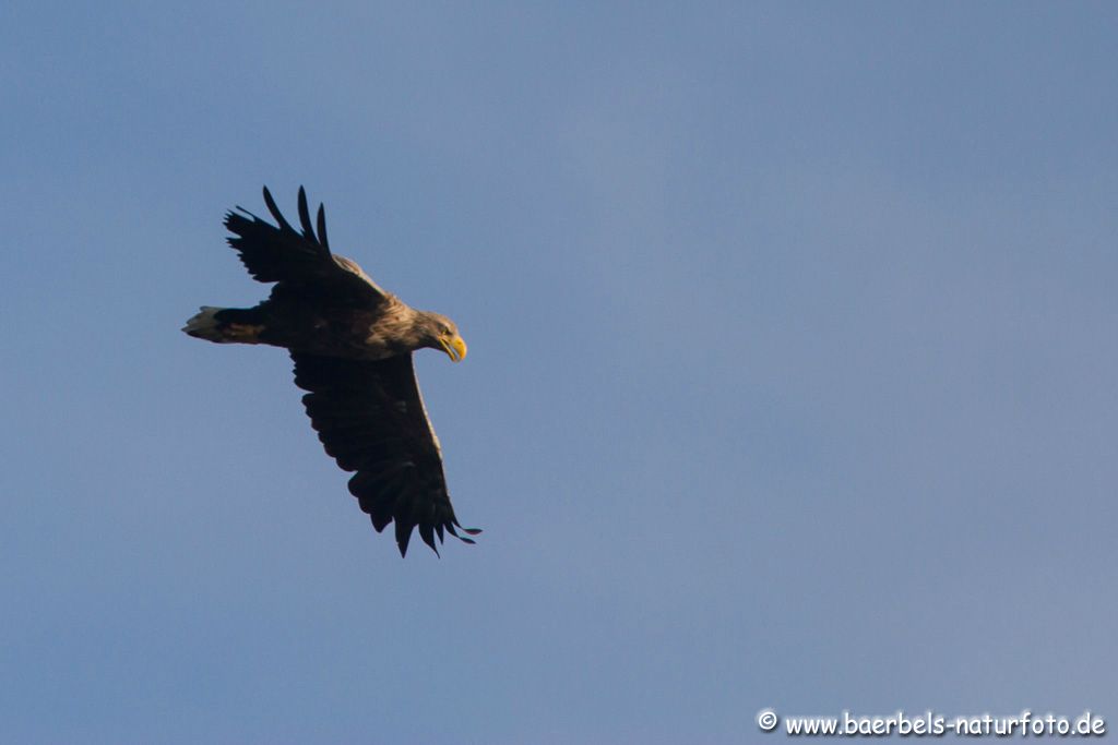 Seeadler