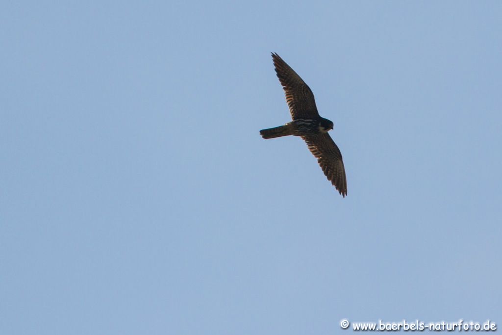 Baumfalke im Gegenlicht und sehr weit weg