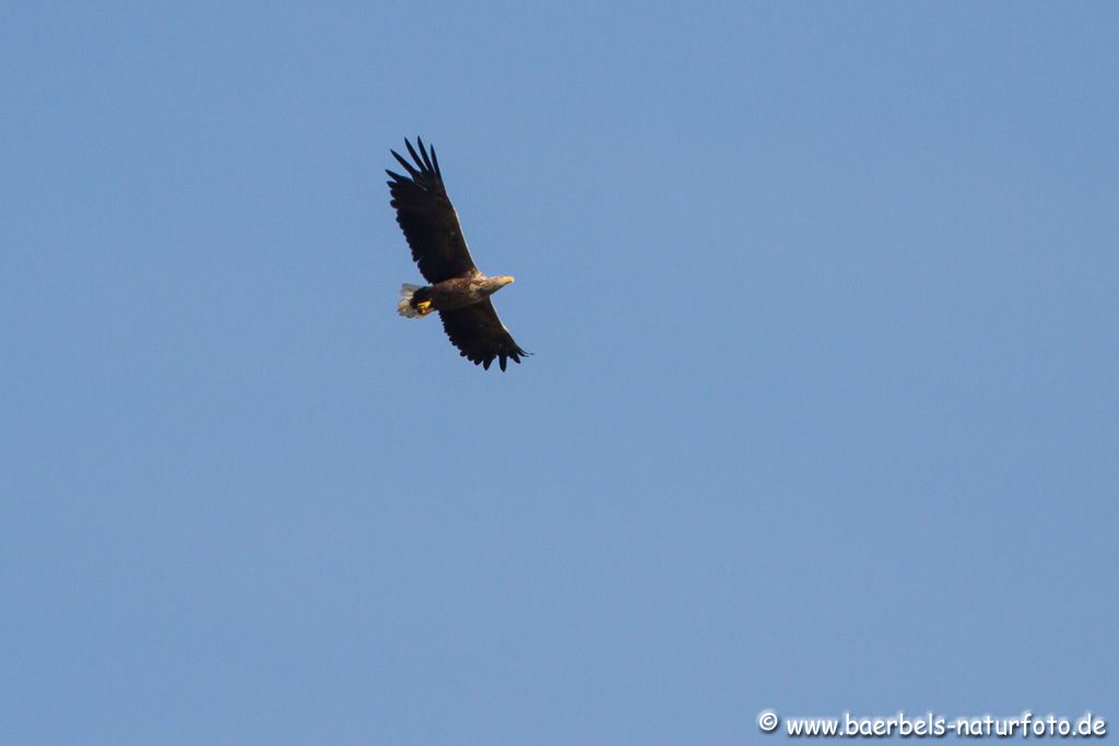 Seeadler