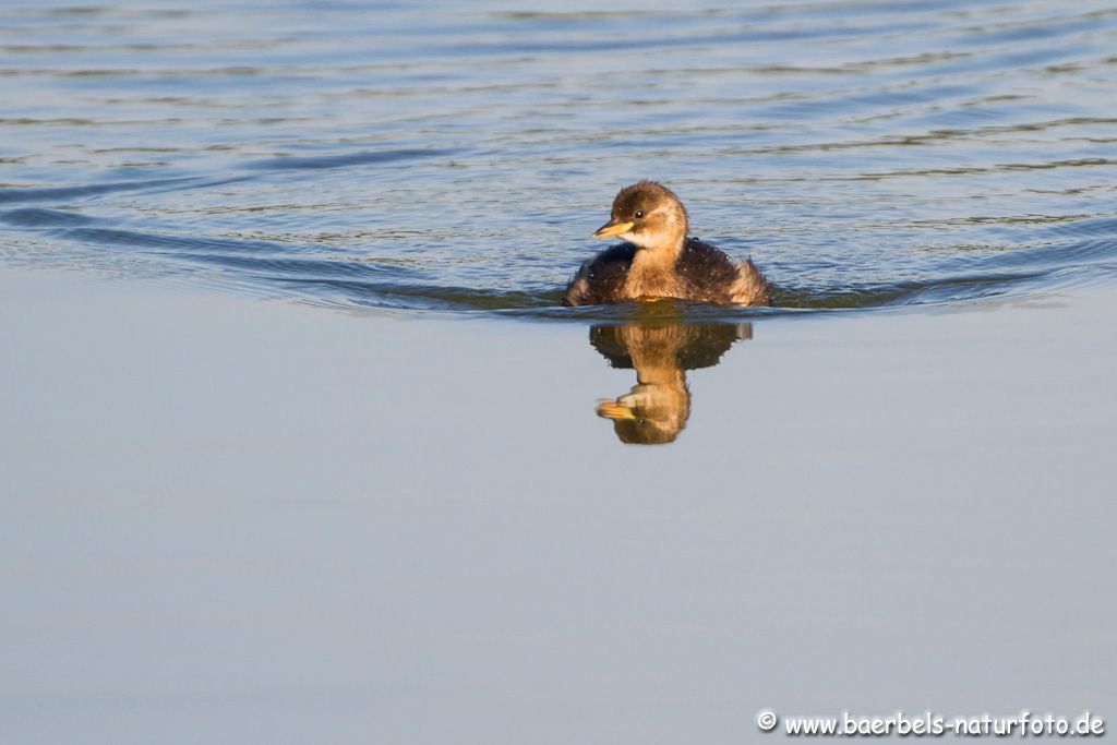 Zwergtaucher im Spiegelbild