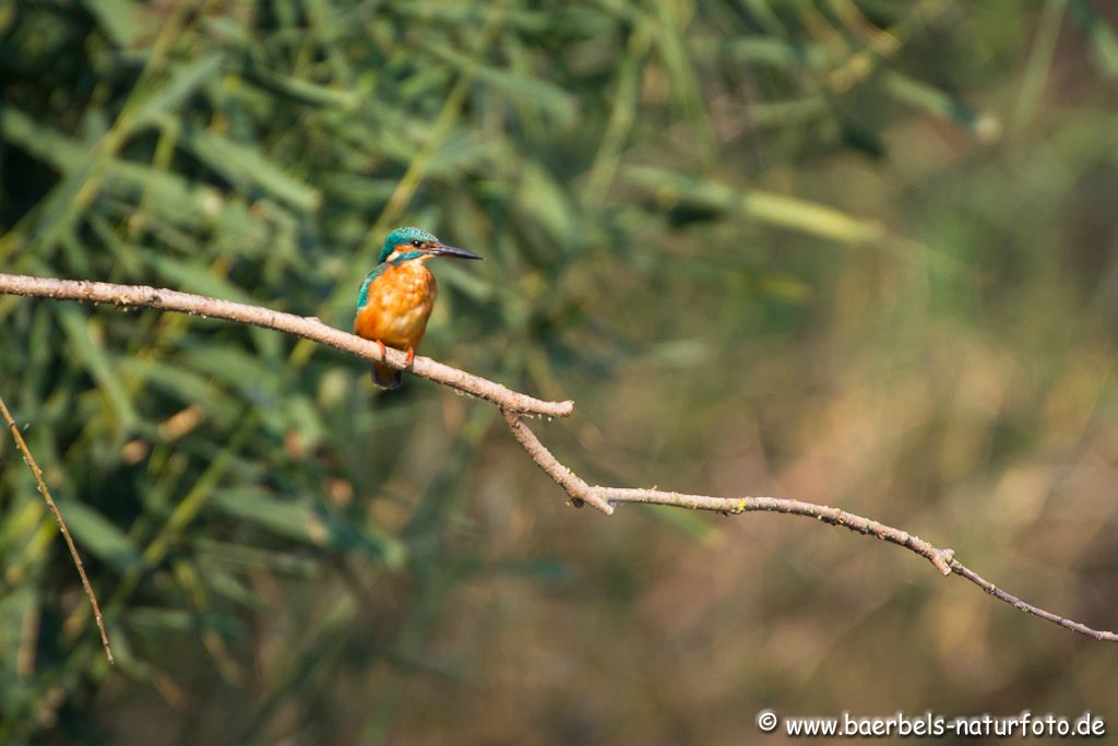 Eisvogel