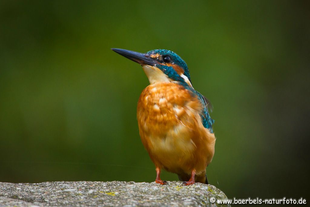 Eisvogel beginnt sich zu mausern