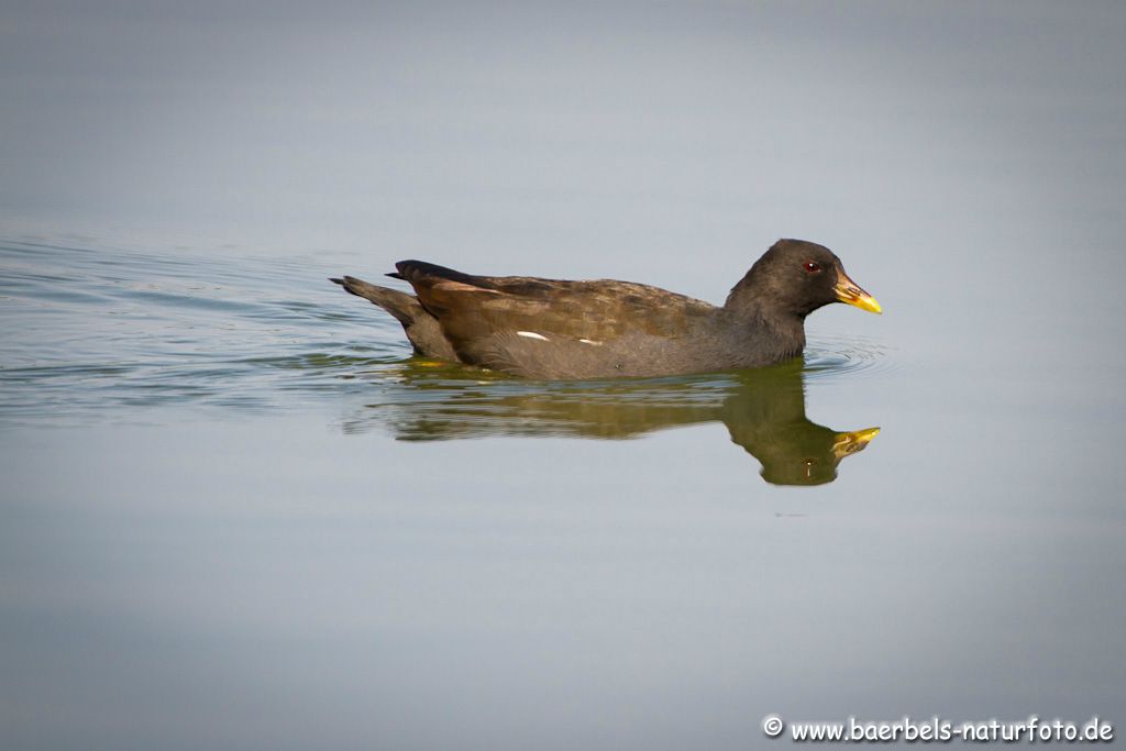 Teichhuhn