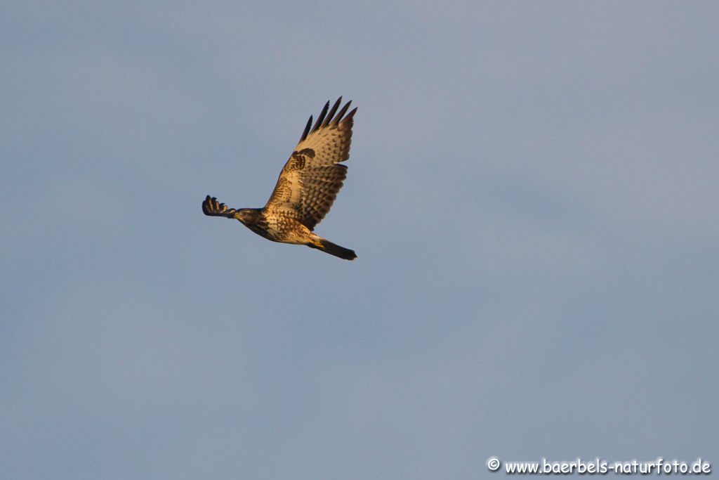 Mäusebussard