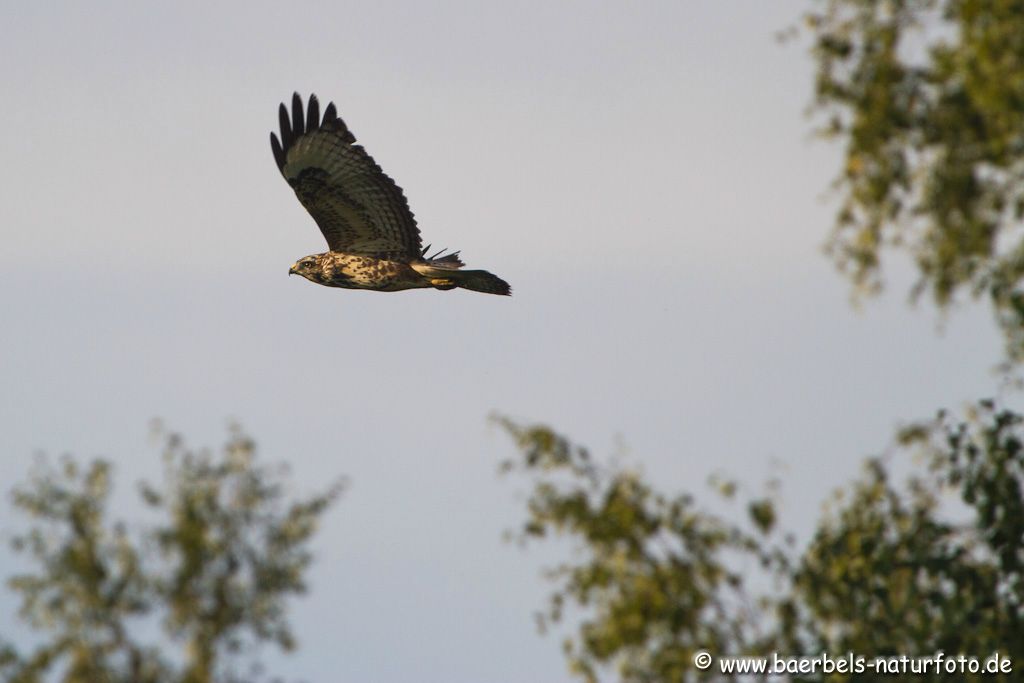 Mäusebussard