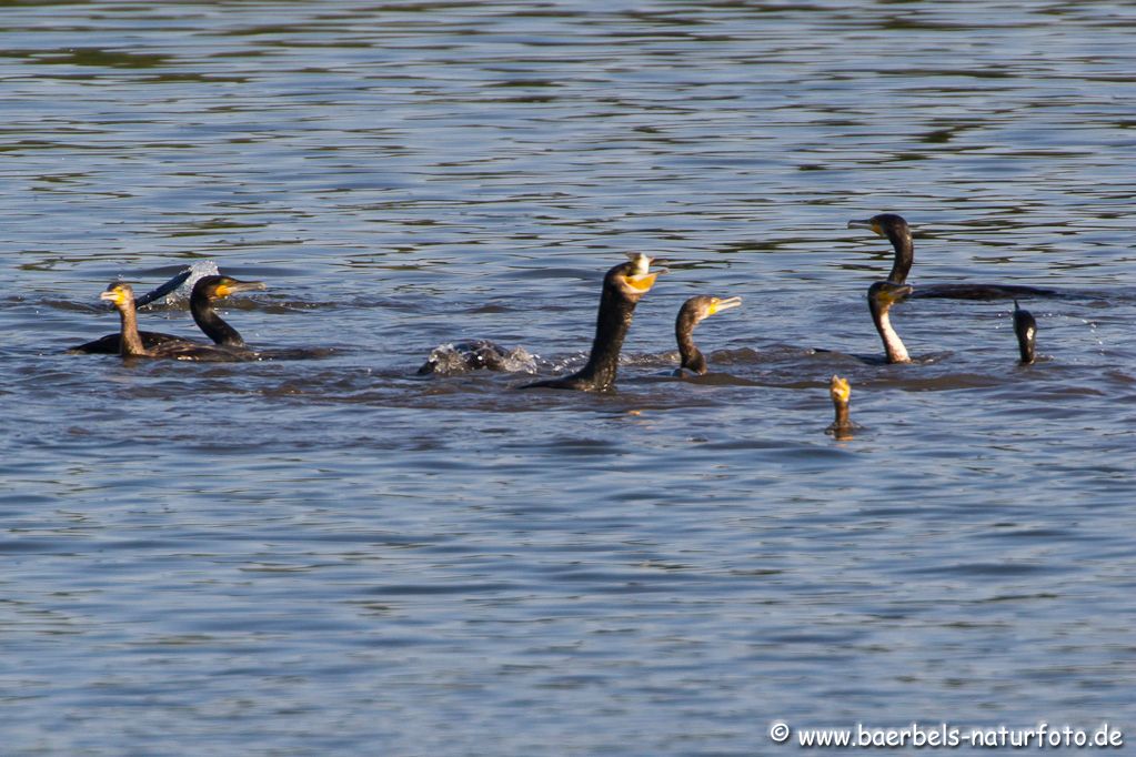 Kormorane beim gemeinsamen fischen