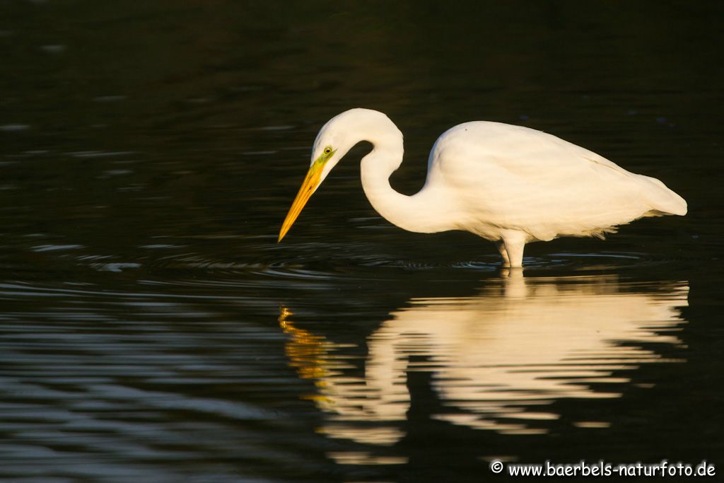 Silberreiher beim Fischen in der Morgensonne