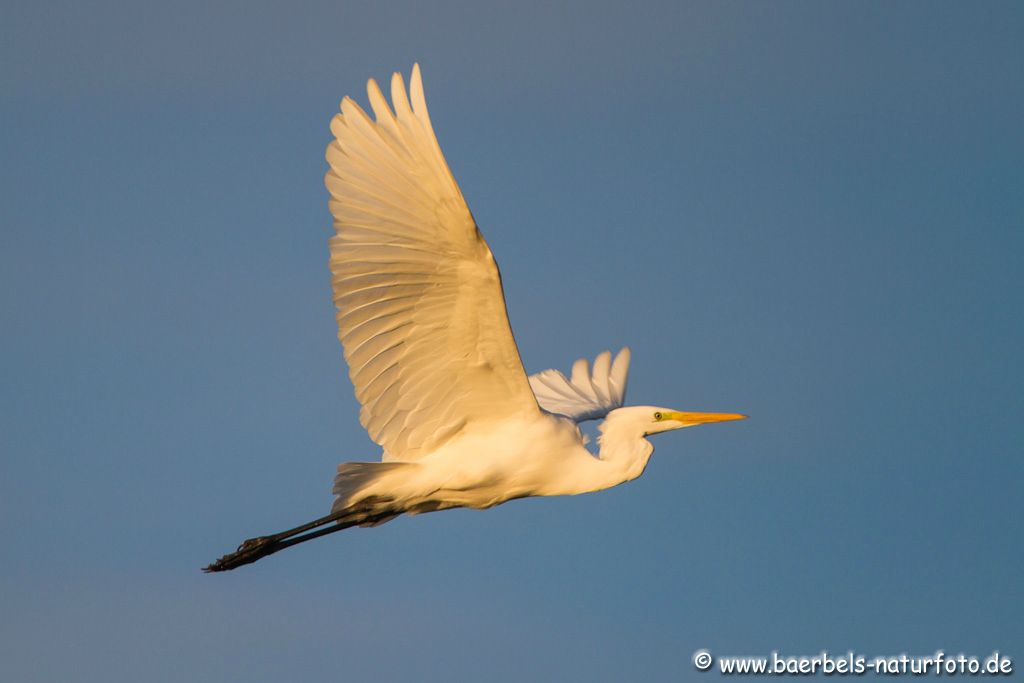 Silberreiher im Flug