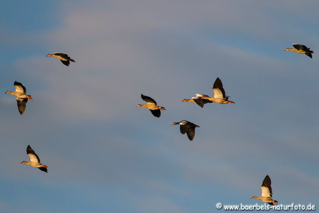 Nilgänse