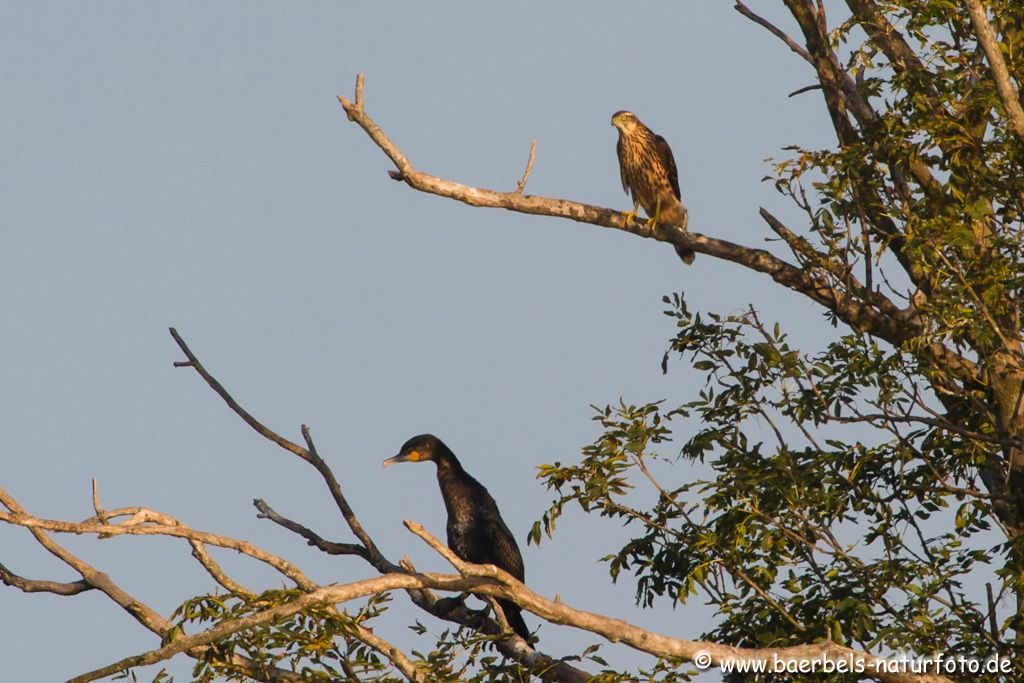 Habicht / Kormoran