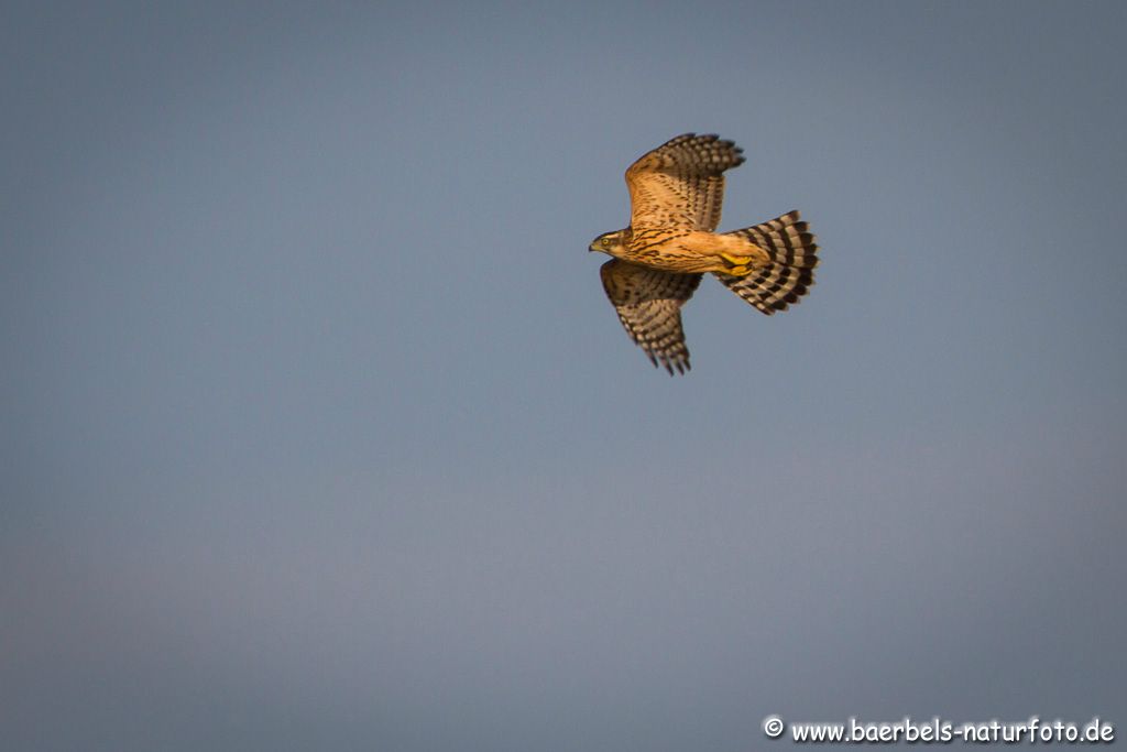 Habicht im Flug