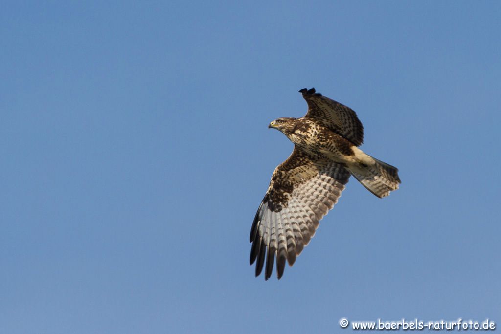 Mäusebussard