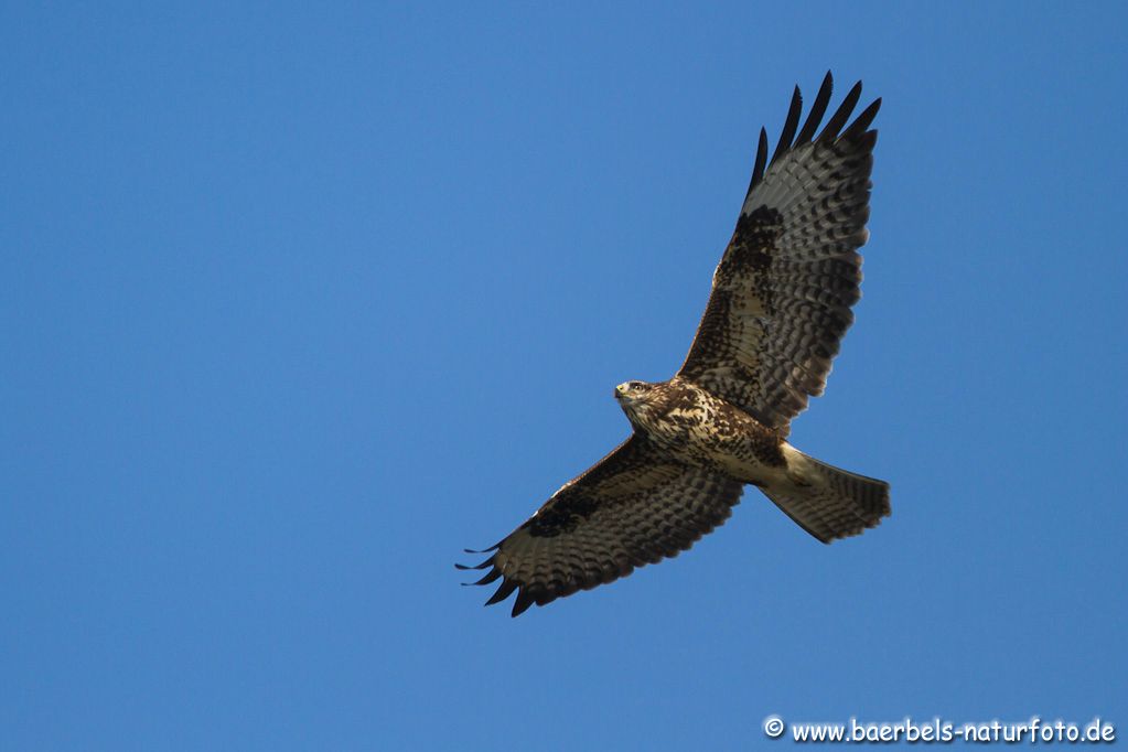 Mäusebussard