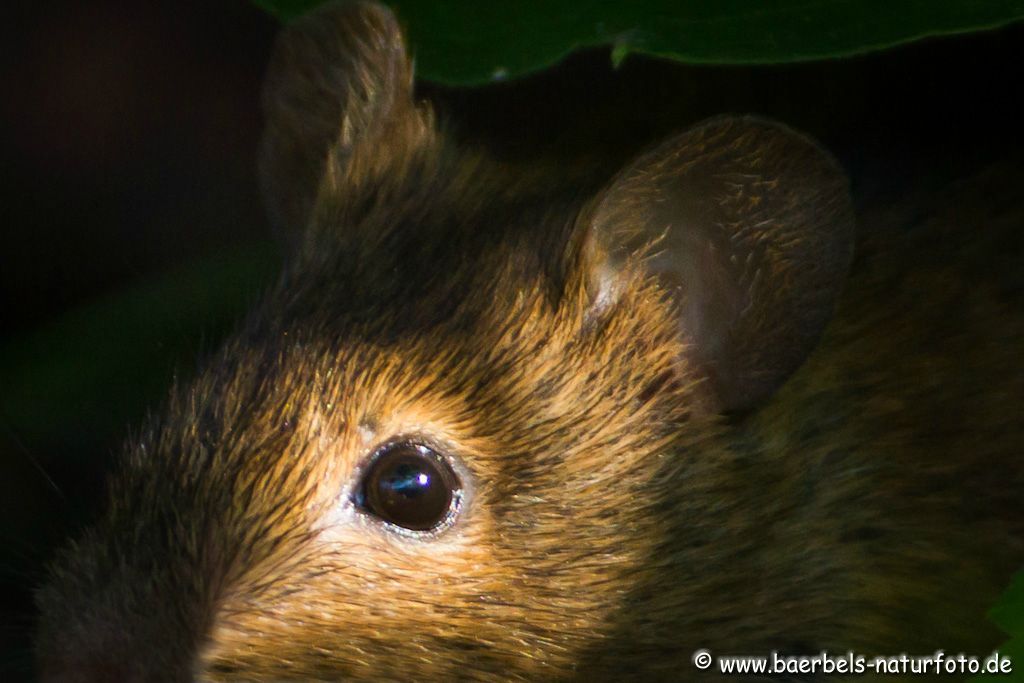 Auge der Brandmaus