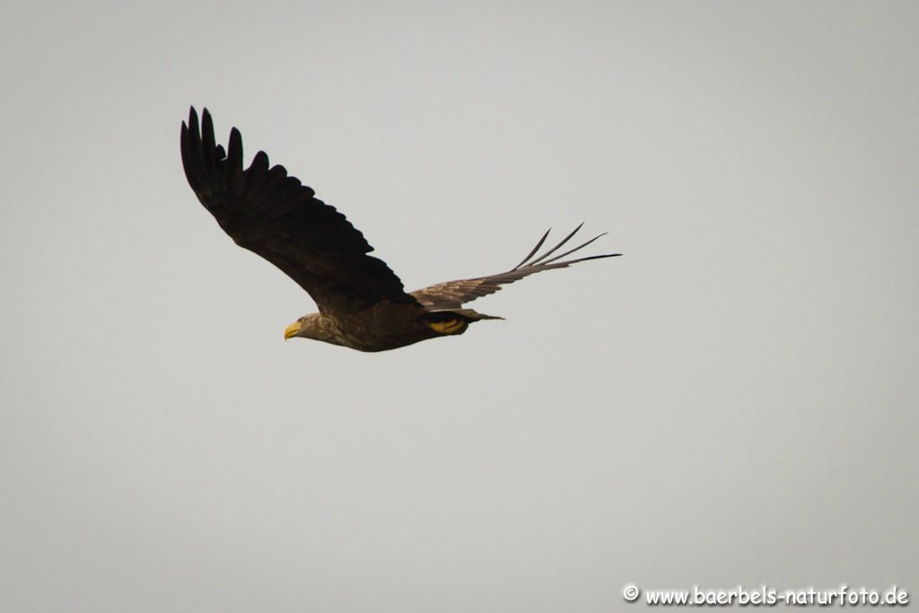 Seeadler fliegt weg