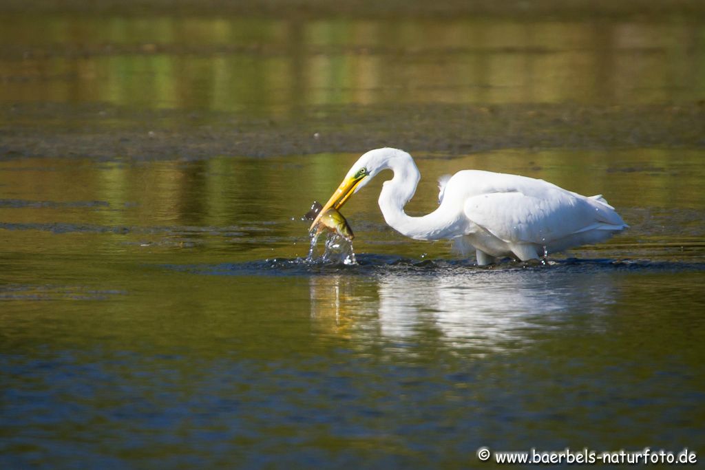 Silberreiher beim Fischen beobachtet