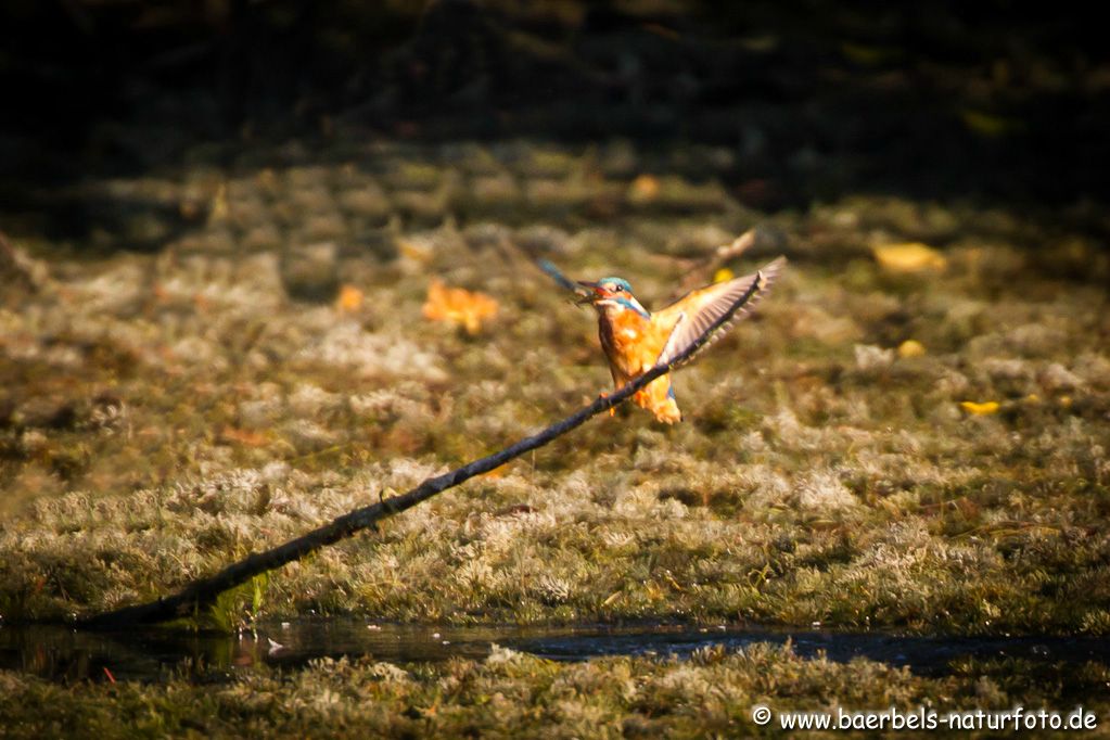 Eisvogel fischt am anderen Ufer