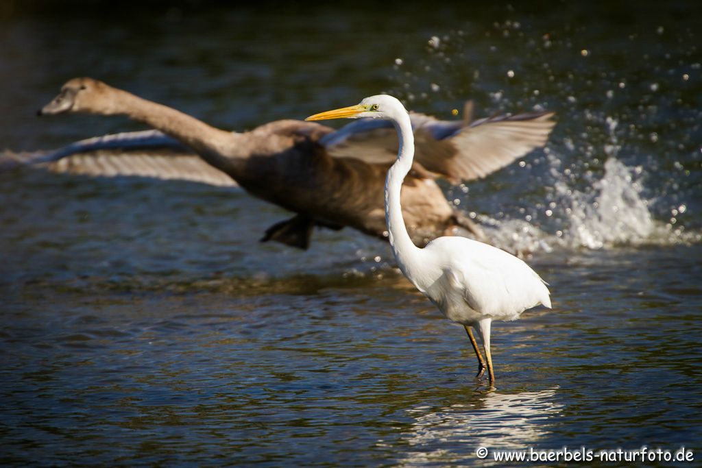 Junger Höckerschwan fliegt eilig am Silberreiher vorbei