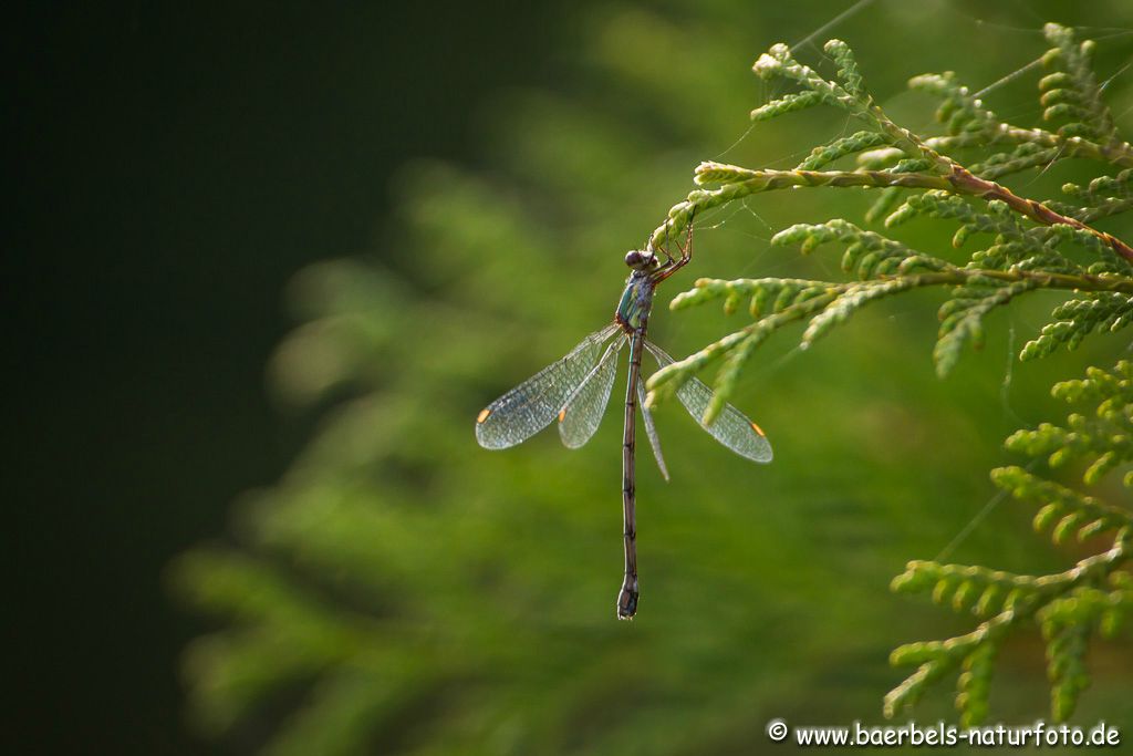 Libelle