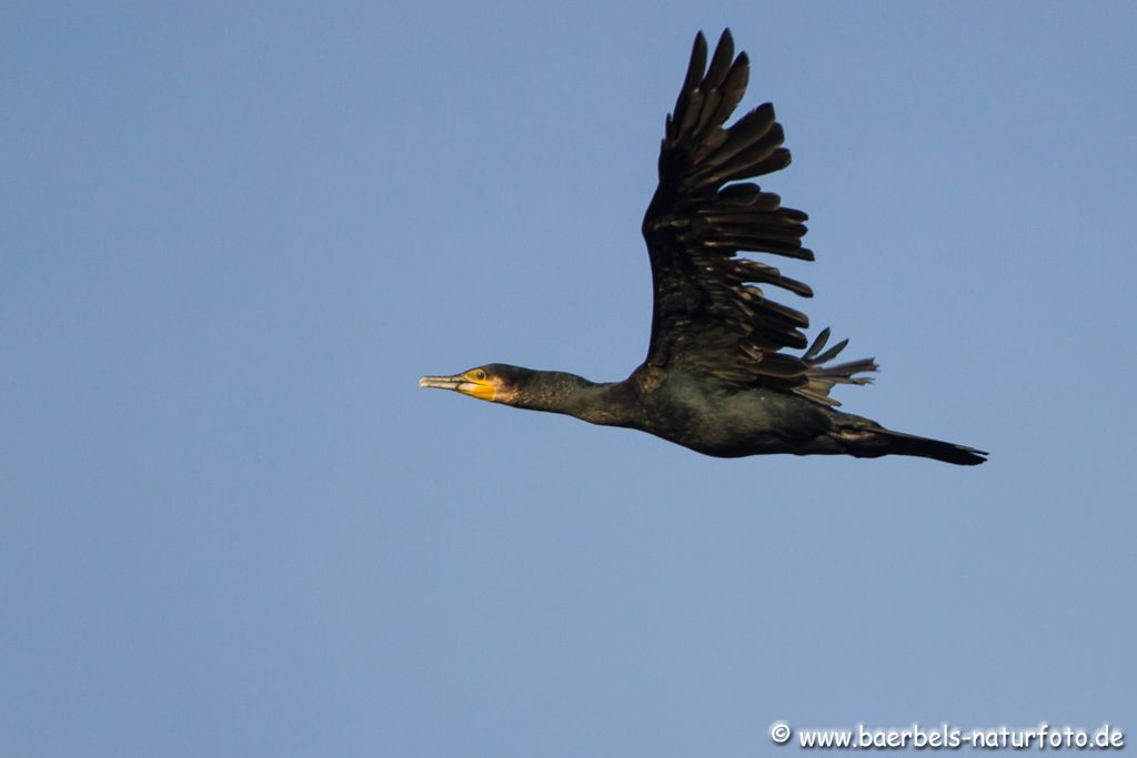 Kormoran