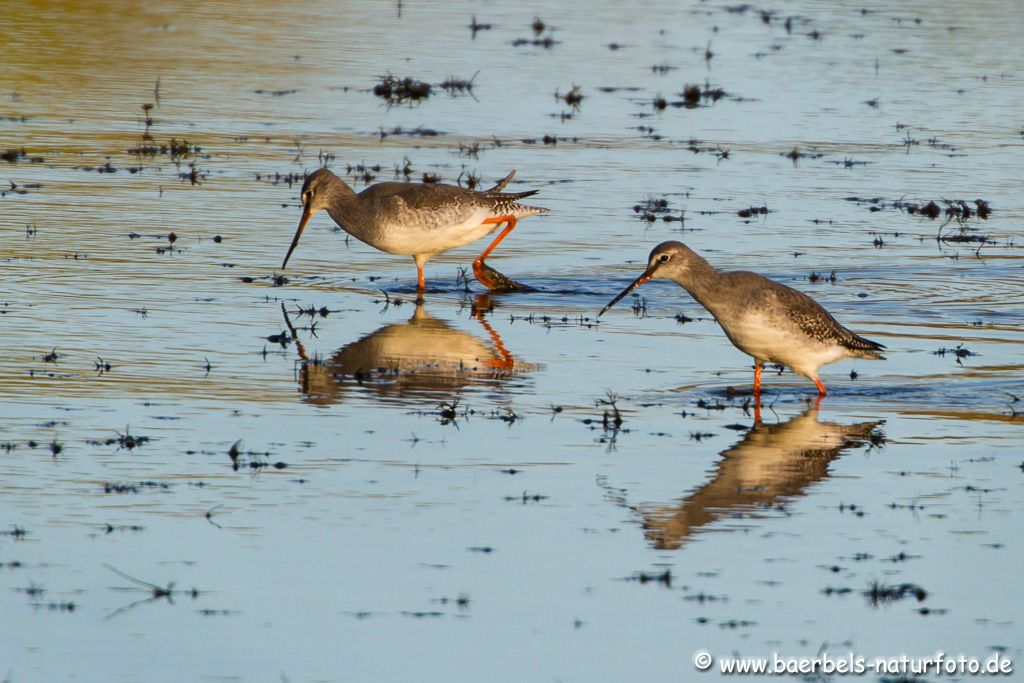 Dunkle Wasserläufer