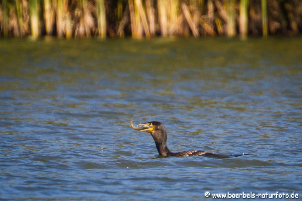 Kormoran mit Fang