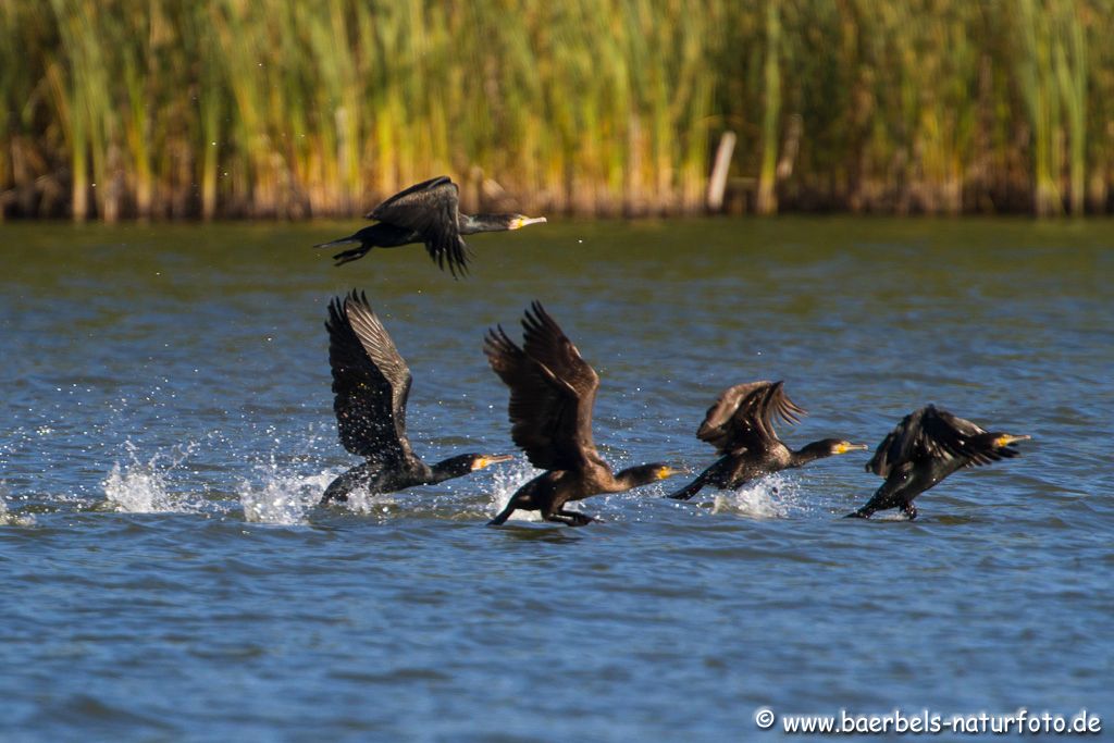 auf der Flucht