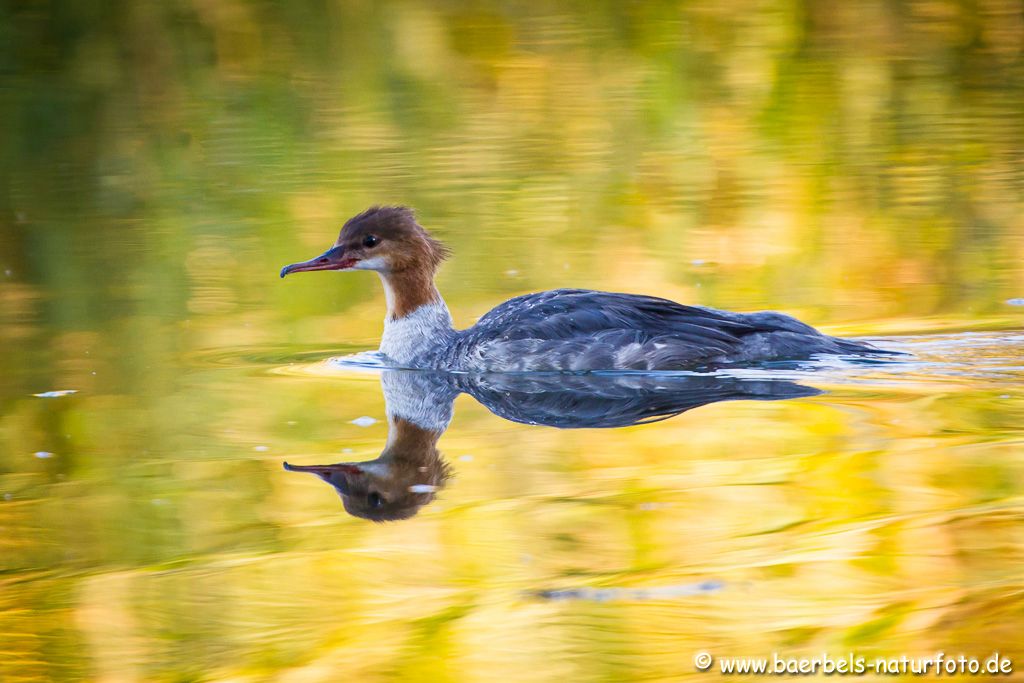 Gänsesägerweibchen