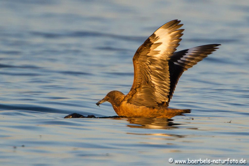 Skua ist eine große Raubmöwe die sehr selten im Binnenland vorkommt