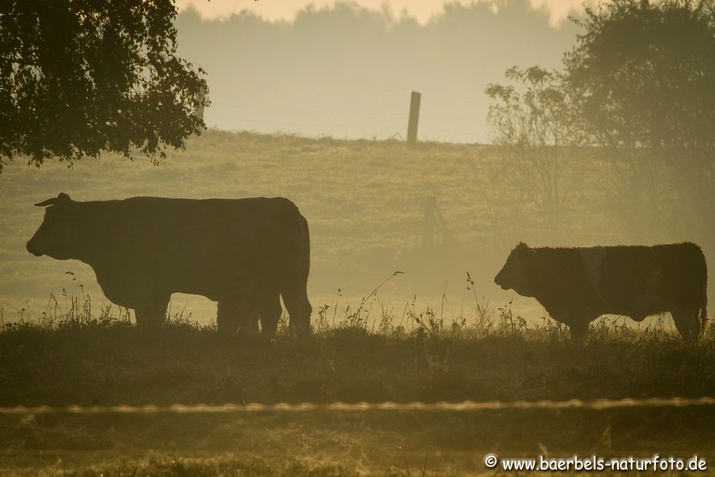 Morgennebel auf der Weide