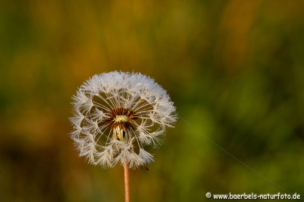 Pusteblume