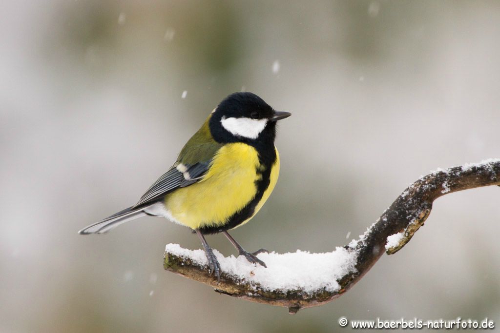 Einen Tag später Wintereinbruch und die Kohlmeise im Schnee