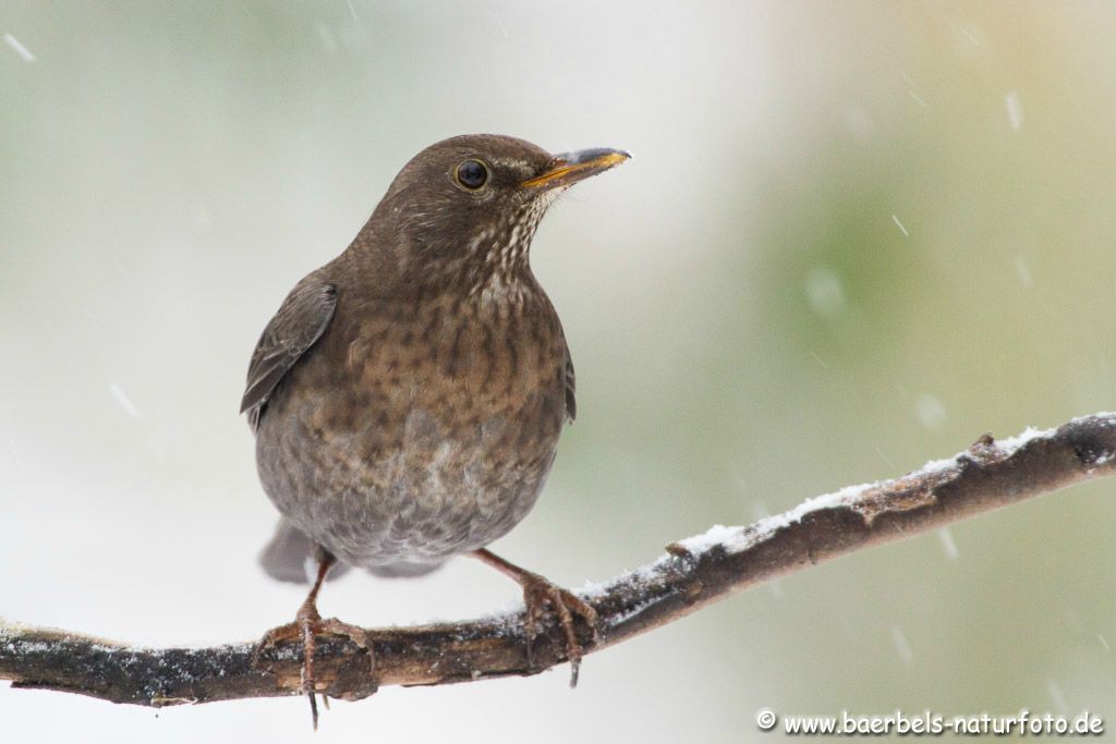 Weibl.Amsel