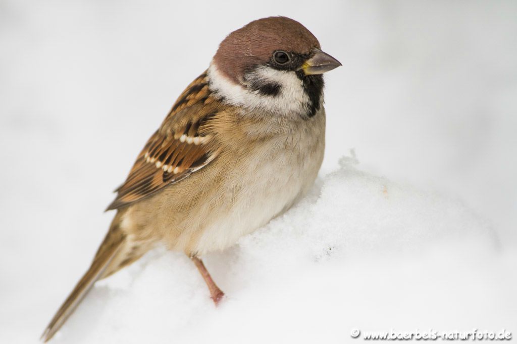 Feldsperling versinkt im Schnee