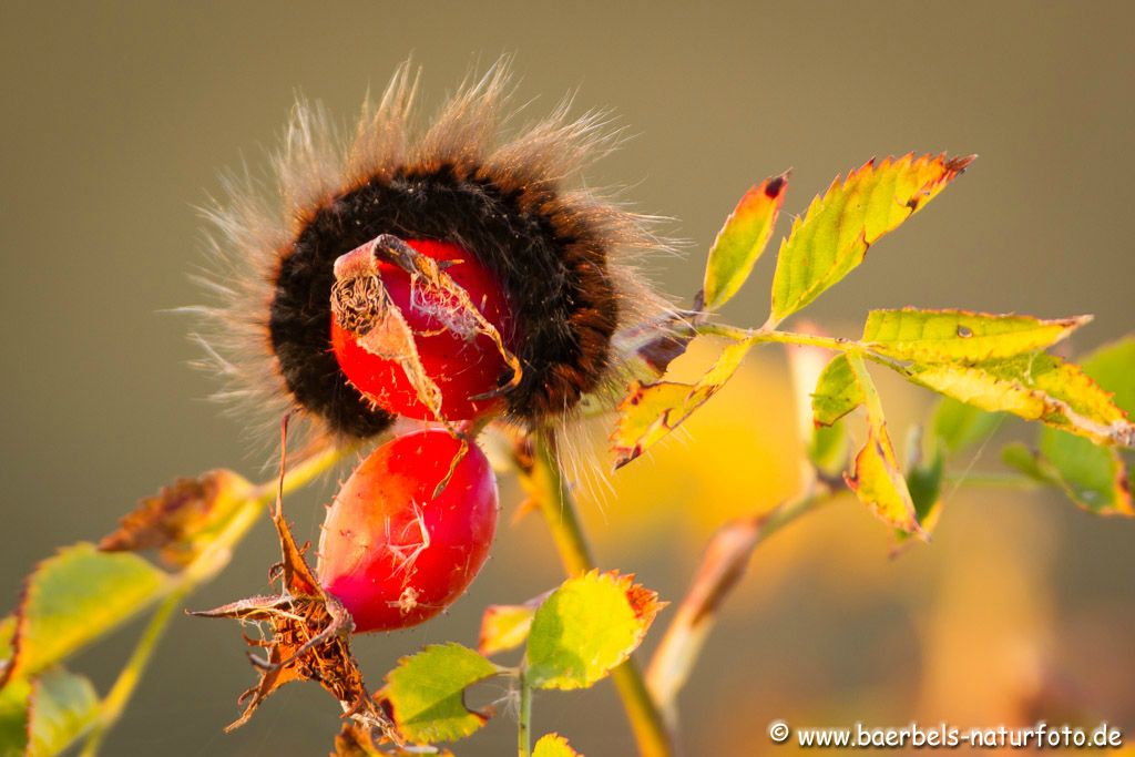 Raupe in der Morgensonne