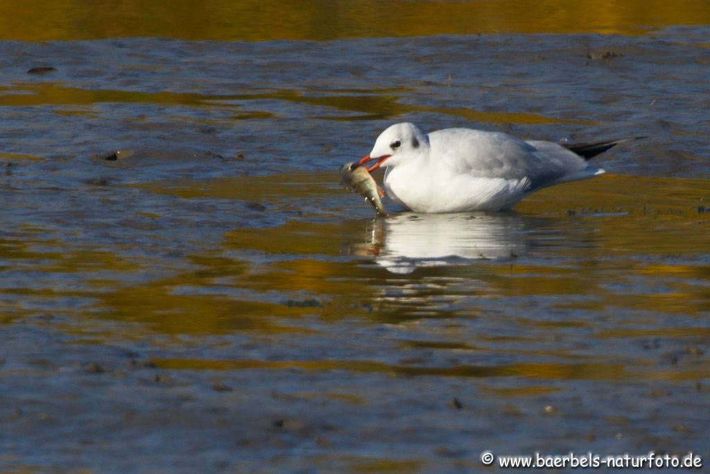 Lachmöwe bei der Fischmahlzeit