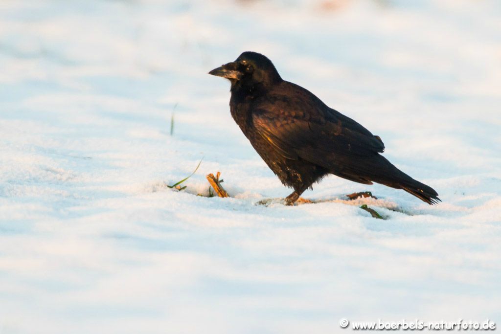 Saatkrähe im Schnee