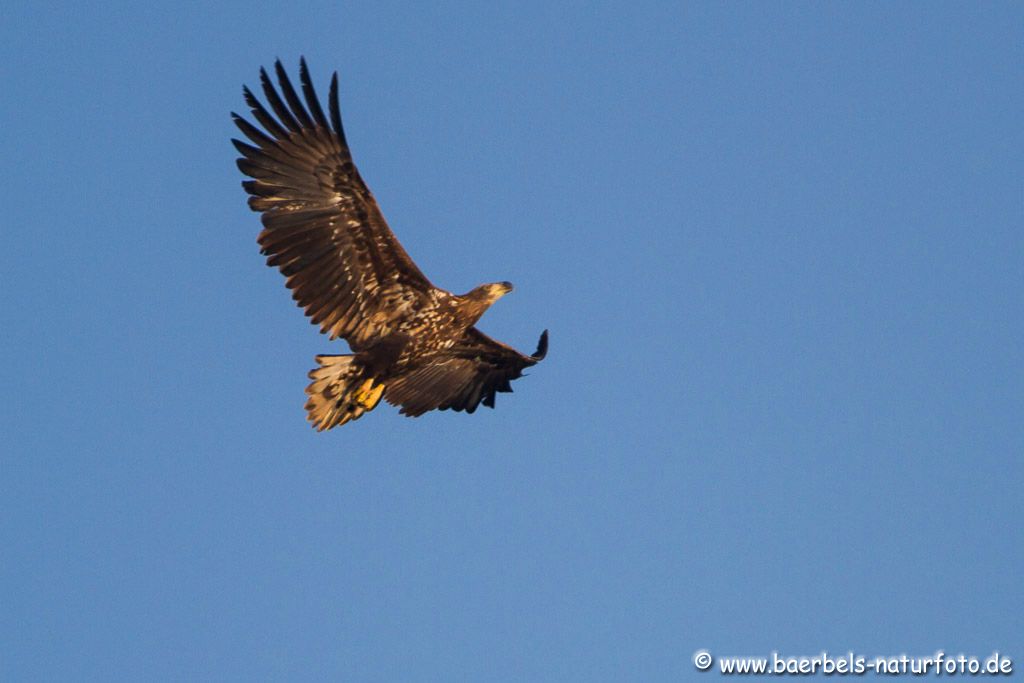 Junger Seeadler